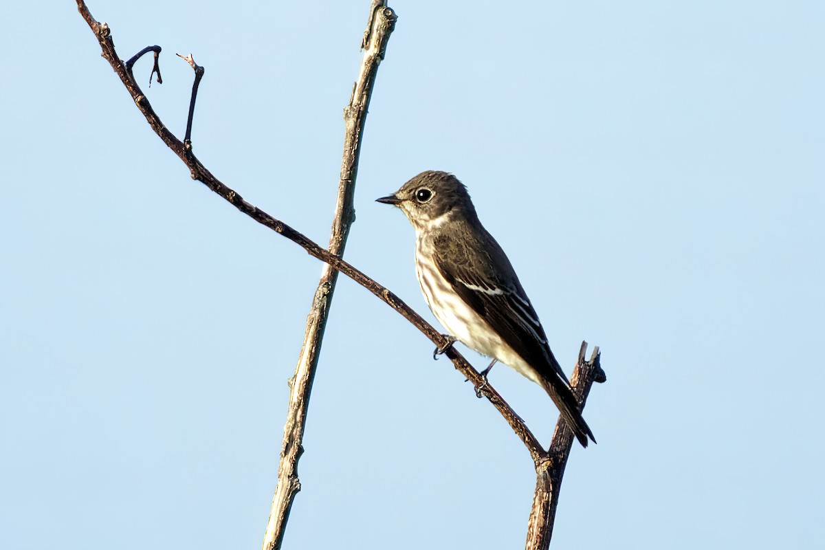 Gray-streaked Flycatcher - ML378230171