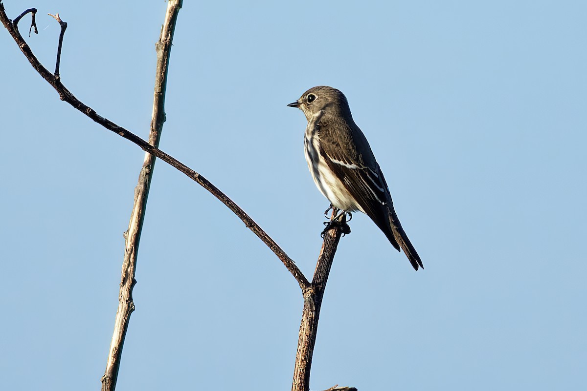 Gray-streaked Flycatcher - ML378230211