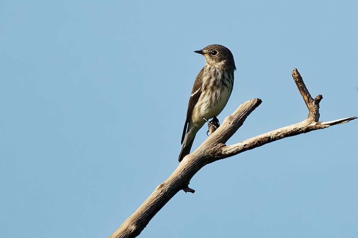 Gray-streaked Flycatcher - ML378230251