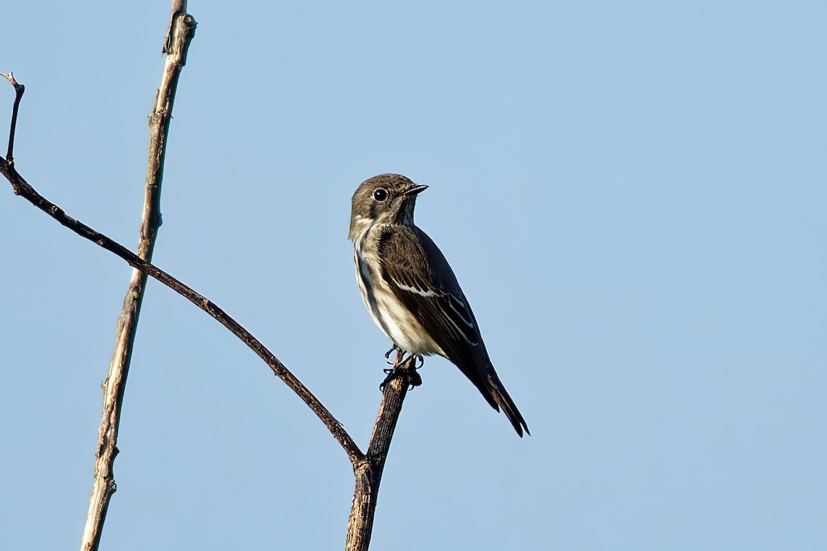 Gray-streaked Flycatcher - ML378230281