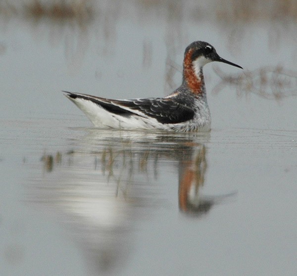 Red-necked Phalarope - ML378230291