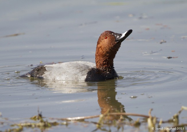 Common Pochard - ML378230791