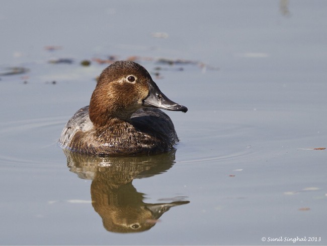 Common Pochard - ML378230841