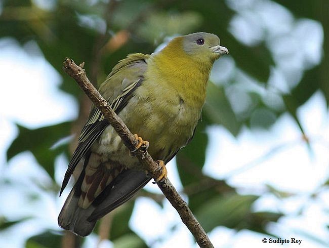Yellow-footed Green-Pigeon - ML378231071