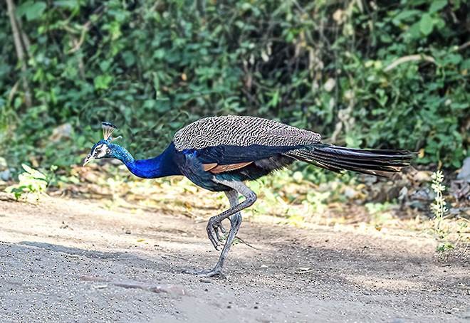 Pavo Real Común - ML378231361