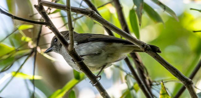 Green-backed Whistler - ML378231561