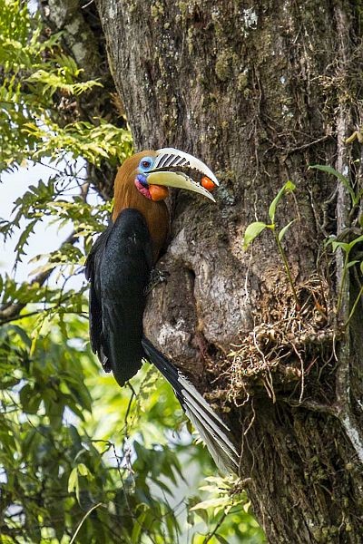 Rufous-necked Hornbill - ML378231711