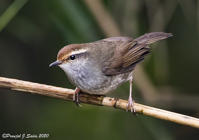 Chestnut-crowned Bush Warbler - ML378232141