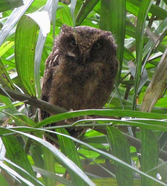 Mountain Scops-Owl - Ding Li Yong