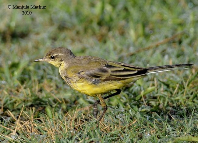 Western Yellow Wagtail - ML378232321