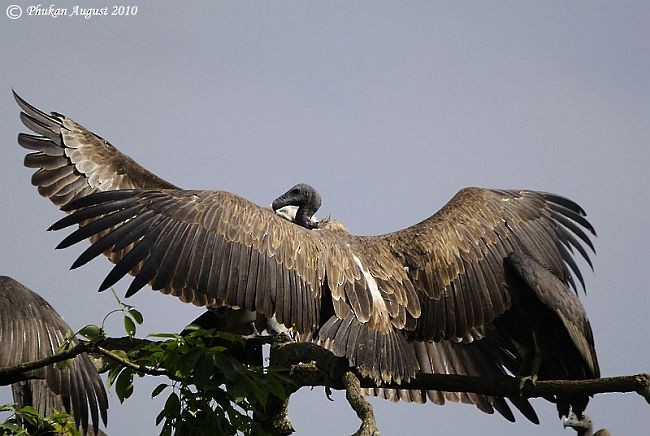 Slender-billed Vulture - ML378232831