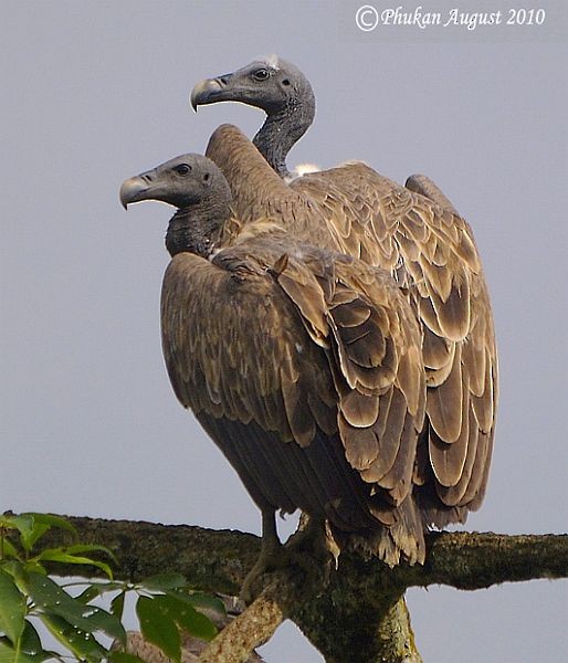 Slender-billed Vulture - ML378232841