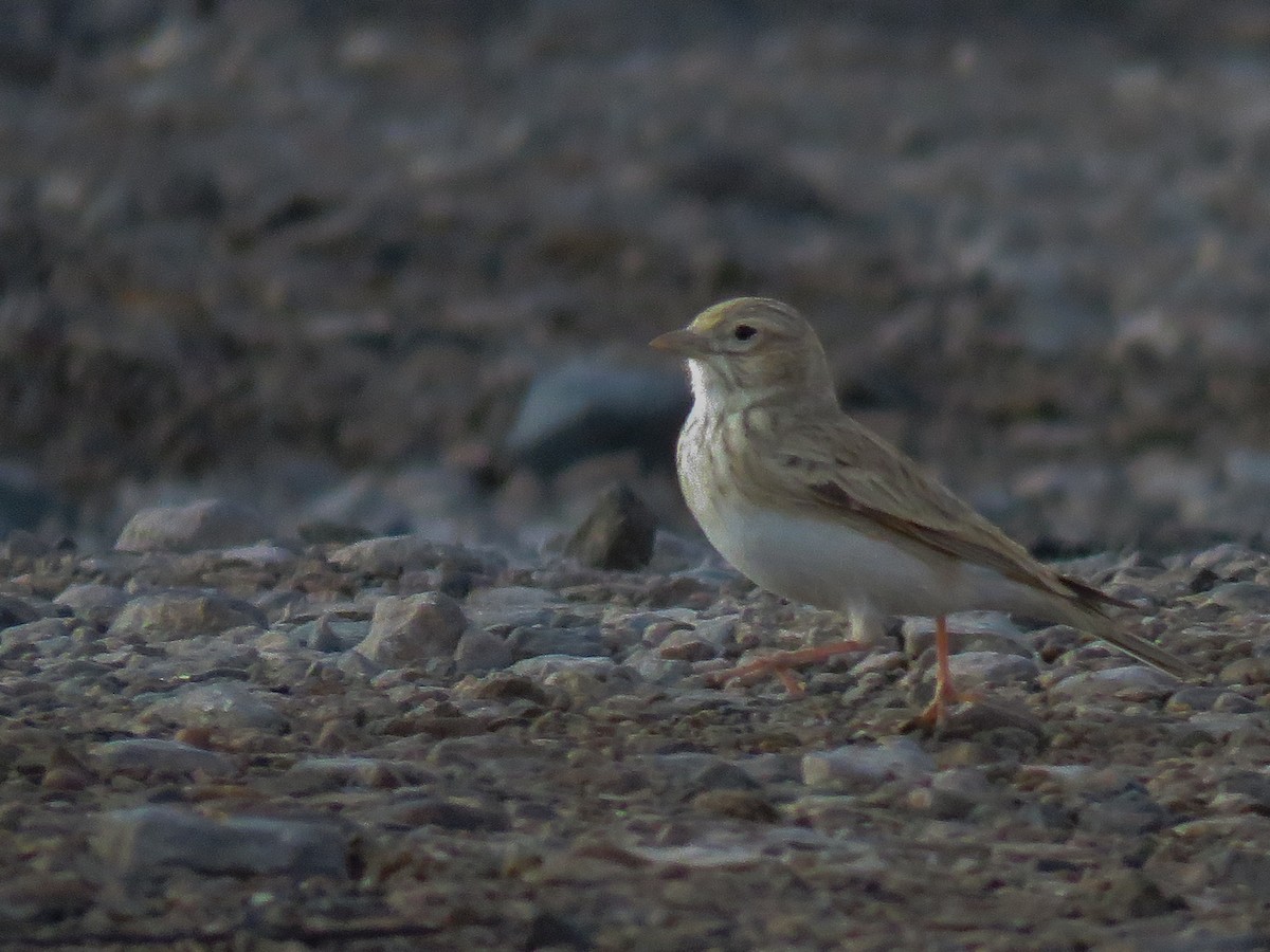 Turkestan Short-toed Lark - ML37823311