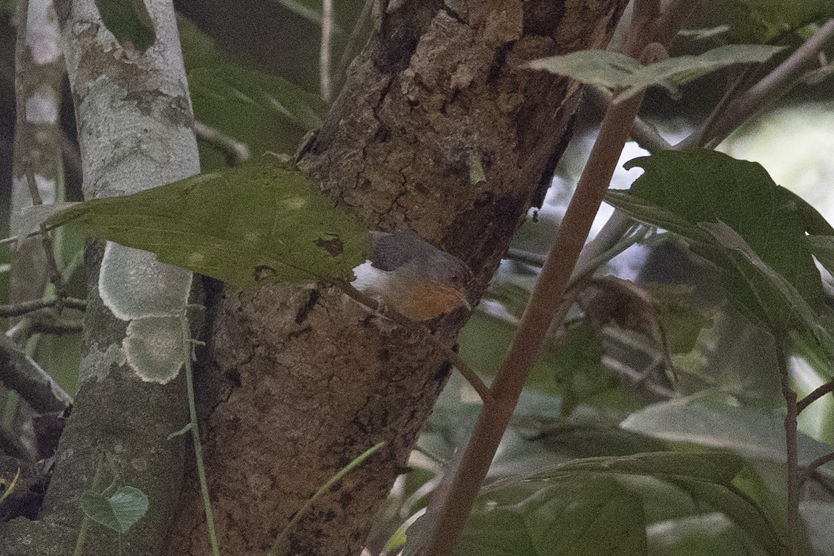 Chestnut-capped Flycatcher - ML378233221