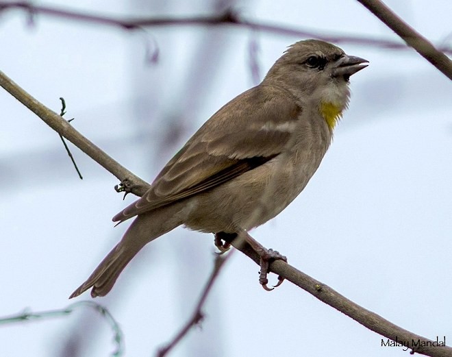 Yellow-throated Sparrow - ML378233901