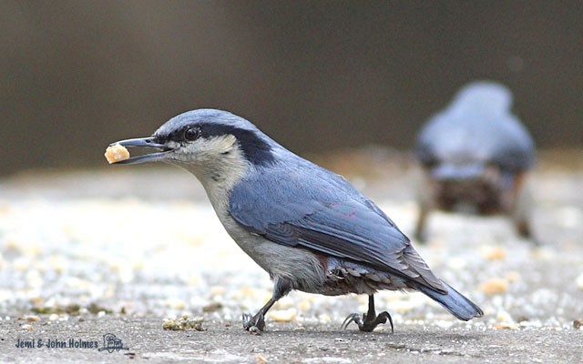 Chestnut-vented Nuthatch - ML378234331