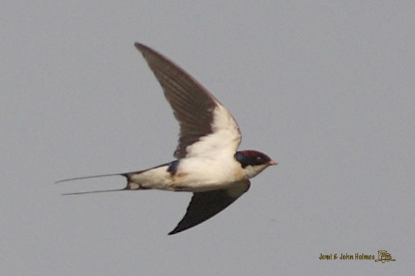 Wire-tailed Swallow - ML378234341