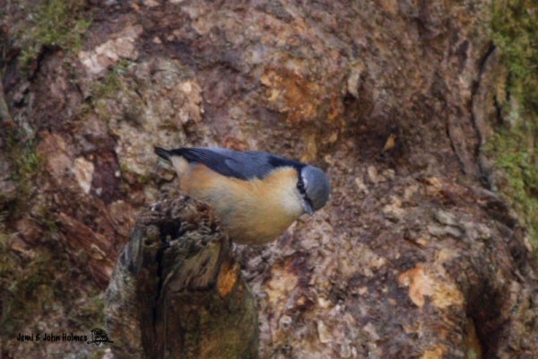 White-tailed Nuthatch - ML378234391
