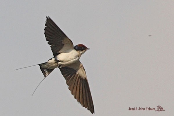 Wire-tailed Swallow - ML378234441