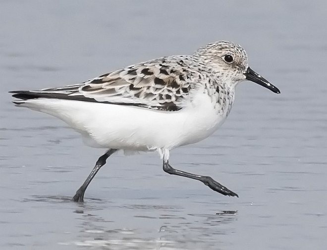 Bécasseau sanderling - ML378234581