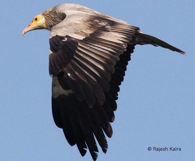 Egyptian Vulture - ML378234681