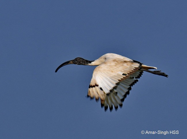 ibis posvátný - ML378234701