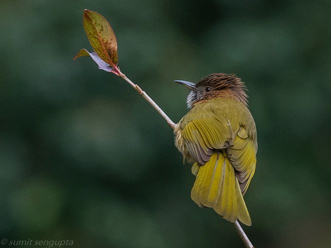 Mountain Bulbul - Sumit  Sengupta