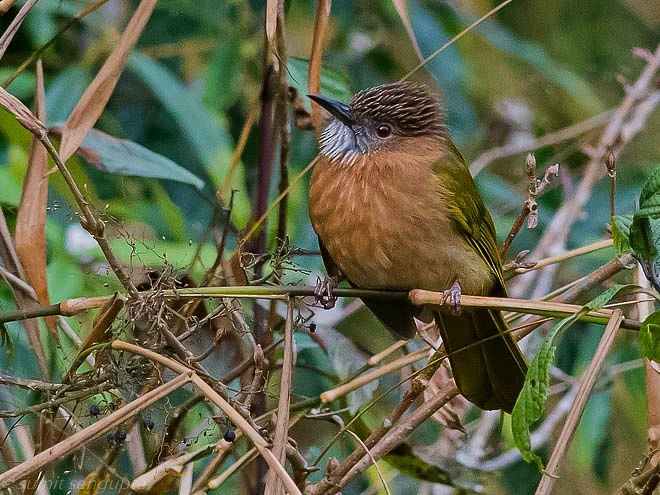 Mountain Bulbul - ML378235571