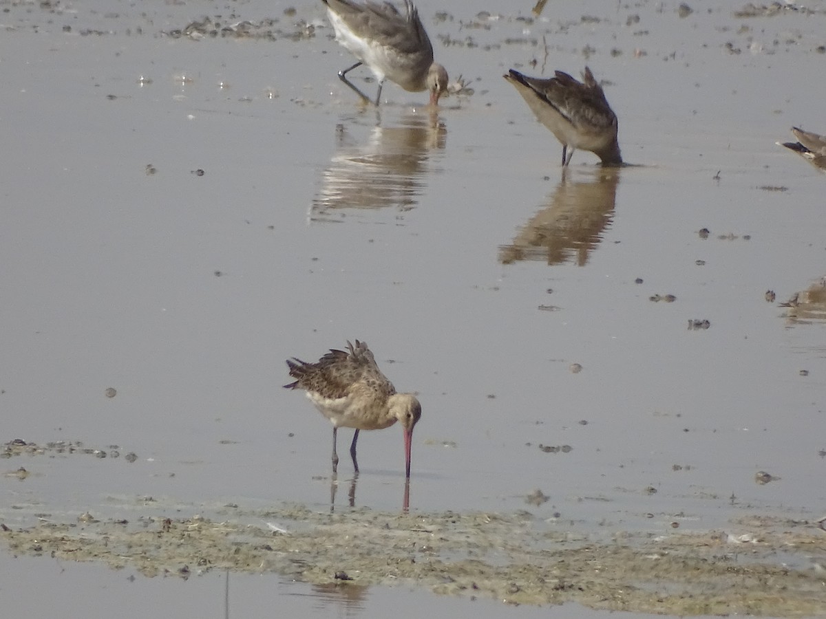 Black-tailed Godwit - ML378235821