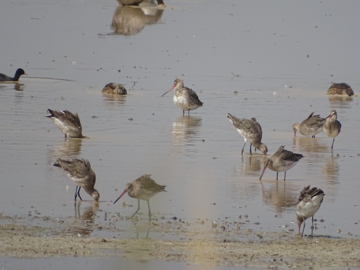 Black-tailed Godwit - ML378235841