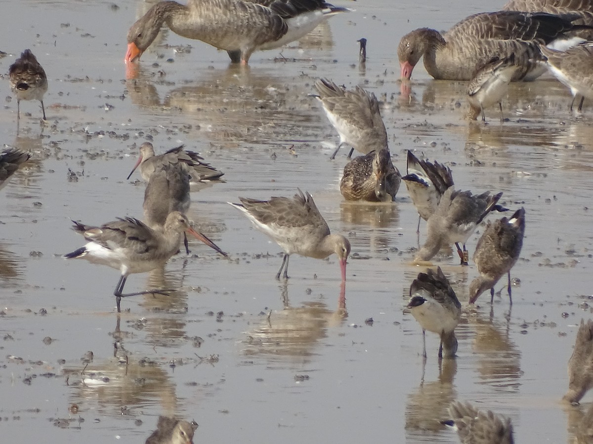 Black-tailed Godwit - ML378235851