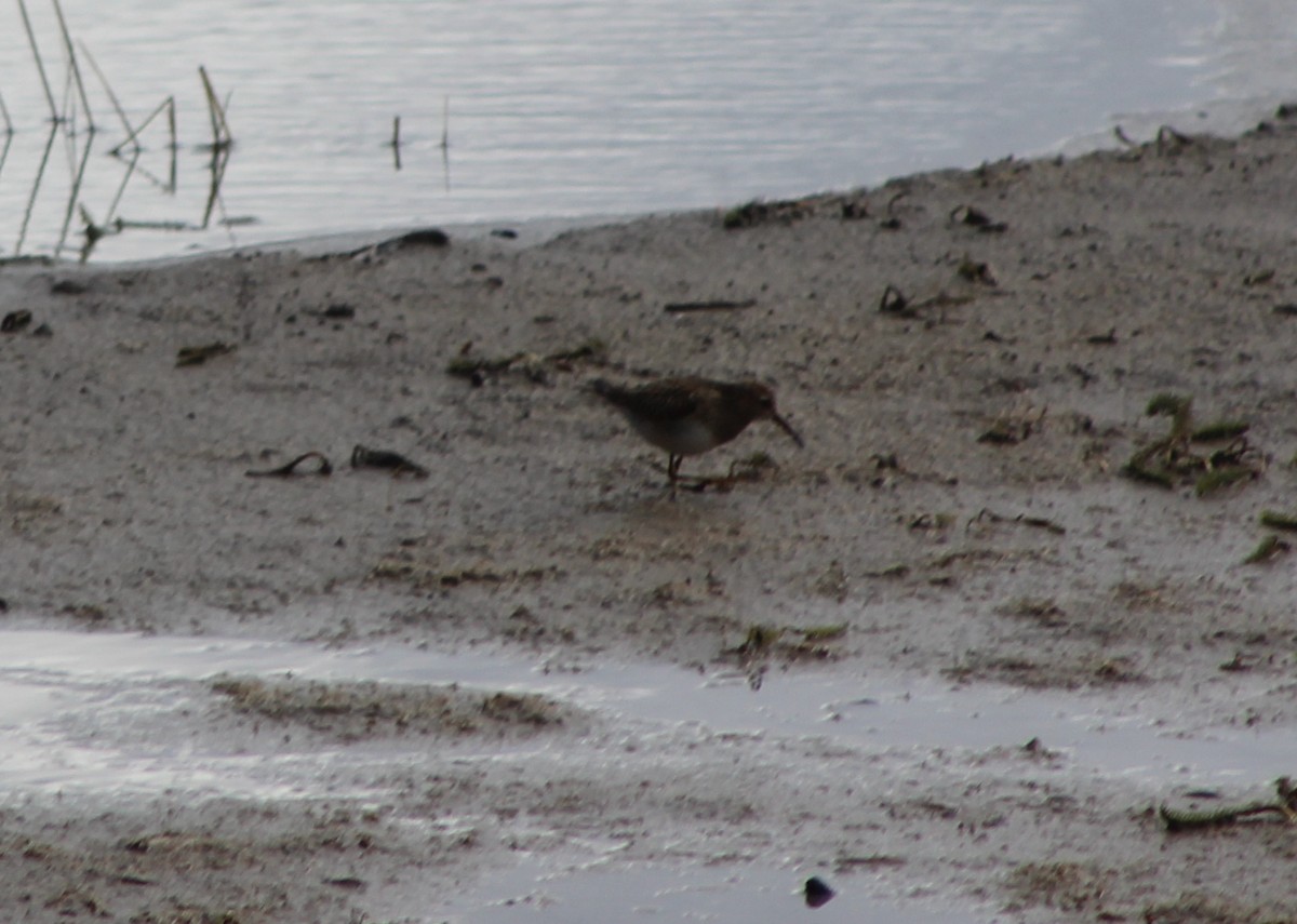 Pectoral Sandpiper - Barry Kinch