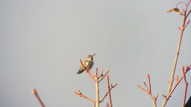 Anna's Hummingbird - ML378237101