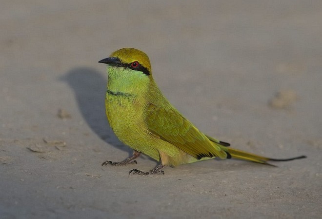 Asian Green Bee-eater - Sarawandeep Singh