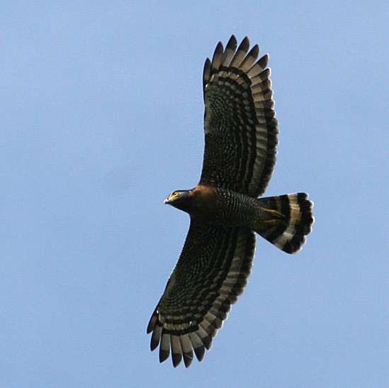 Sulawesi Serpent-Eagle - ML378238631