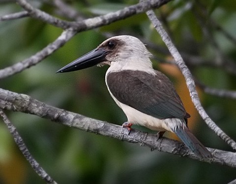 Great-billed Kingfisher - ML378238731