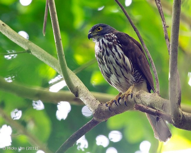 Sulawesi Goshawk - Micky Lim