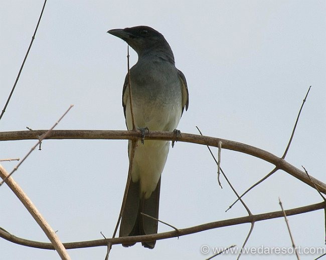 Moluccan Cuckooshrike - Franz Steinhauser