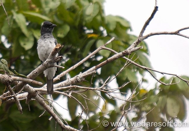 Moluccan Cuckooshrike - ML378238981