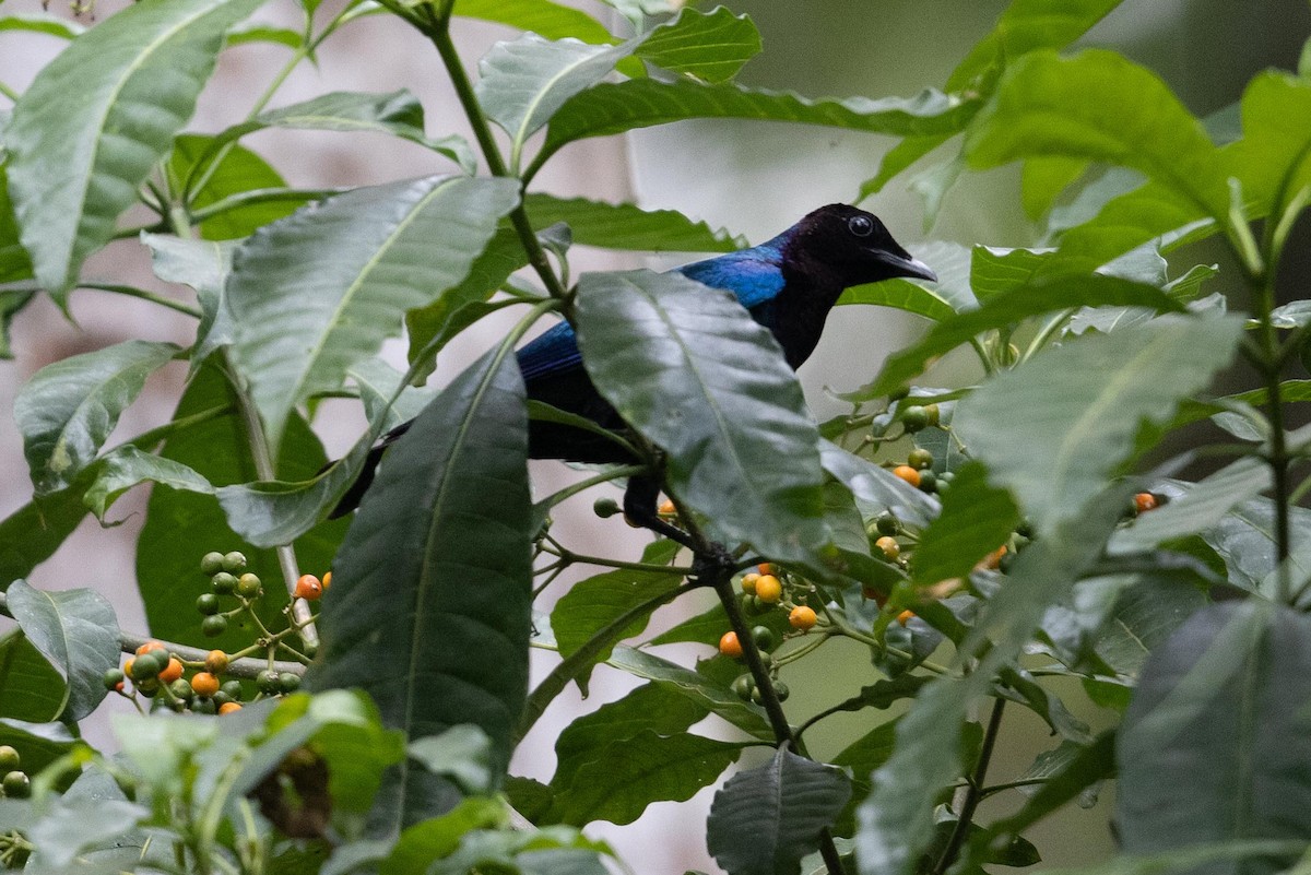 Purple-headed Starling - ML378239111