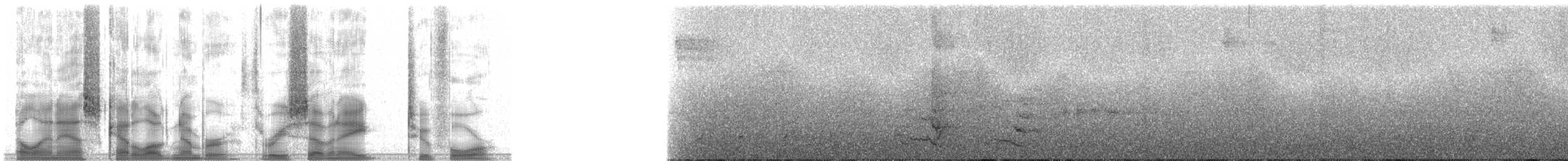 Imperial Amazon - ML37824