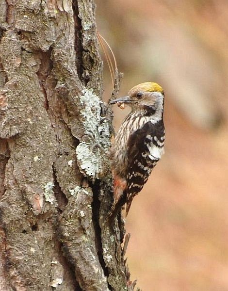 Brown-fronted Woodpecker - ML378240931