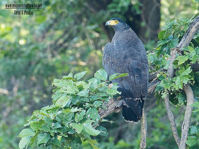 Crested Serpent-Eagle - ML378241341