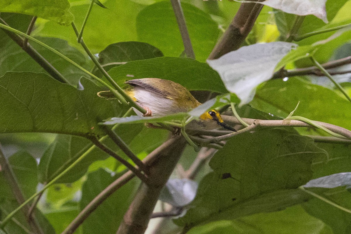 Yellow-browed Camaroptera - ML378241651