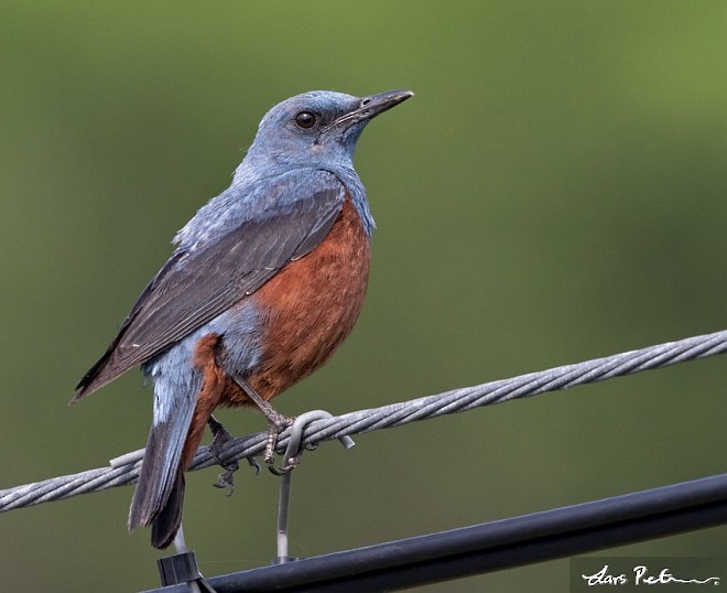 Blue Rock-Thrush (philippensis) - ML378241841
