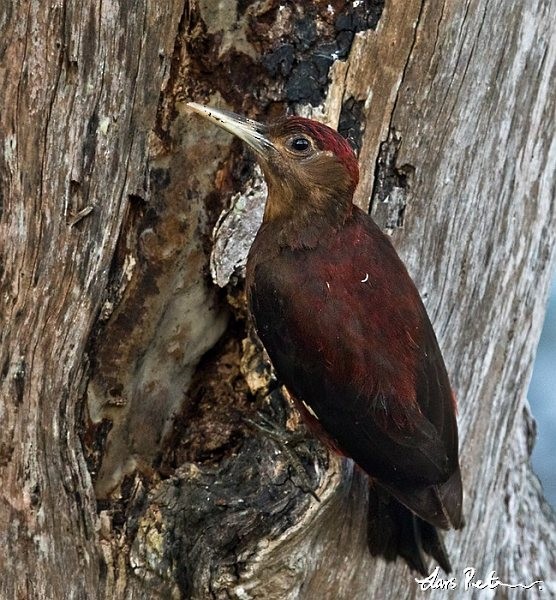 Okinawa Woodpecker - ML378241941