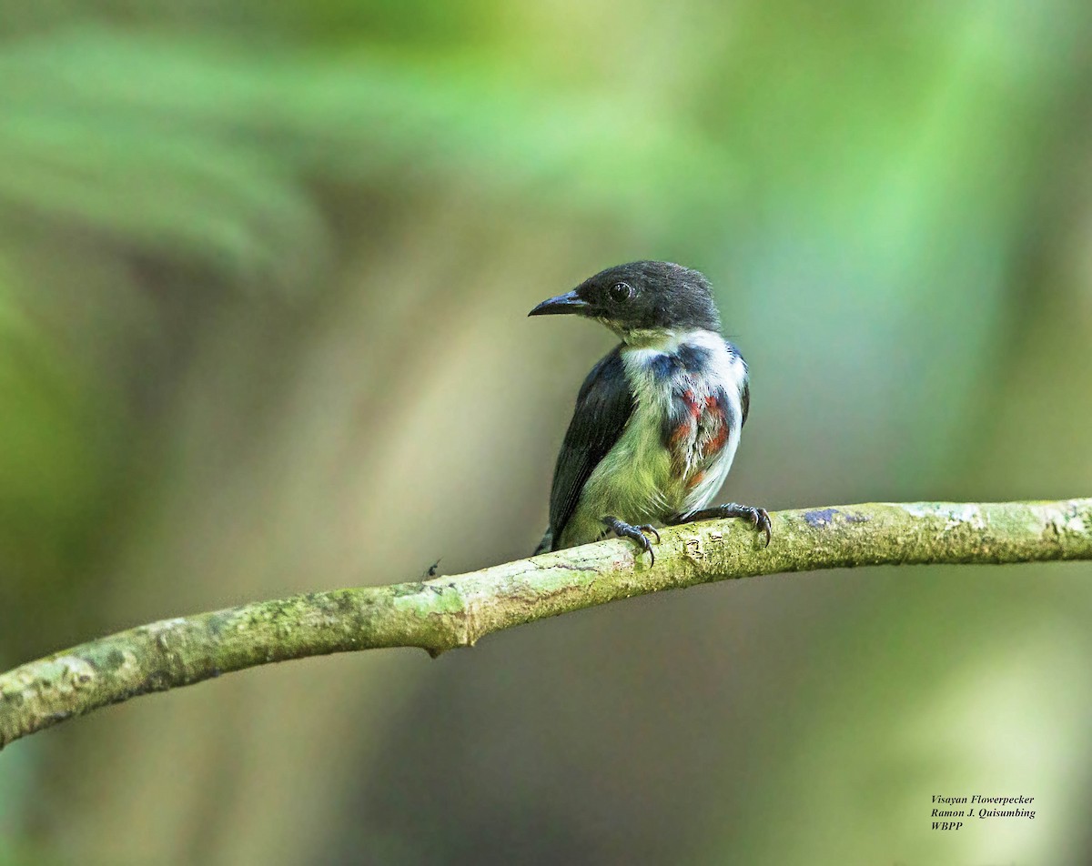 Black-belted Flowerpecker - Ramon Quisumbing