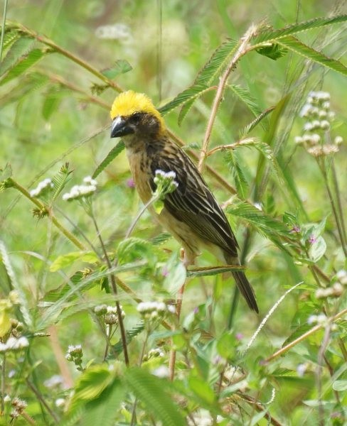 Baya Weaver - ML378243241