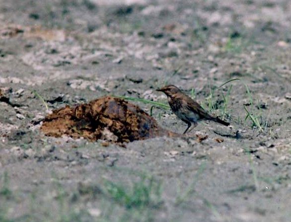 Black-throated Thrush - ML378243721