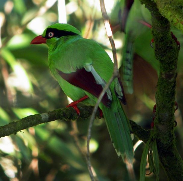 kraska bornejská - ML378243831